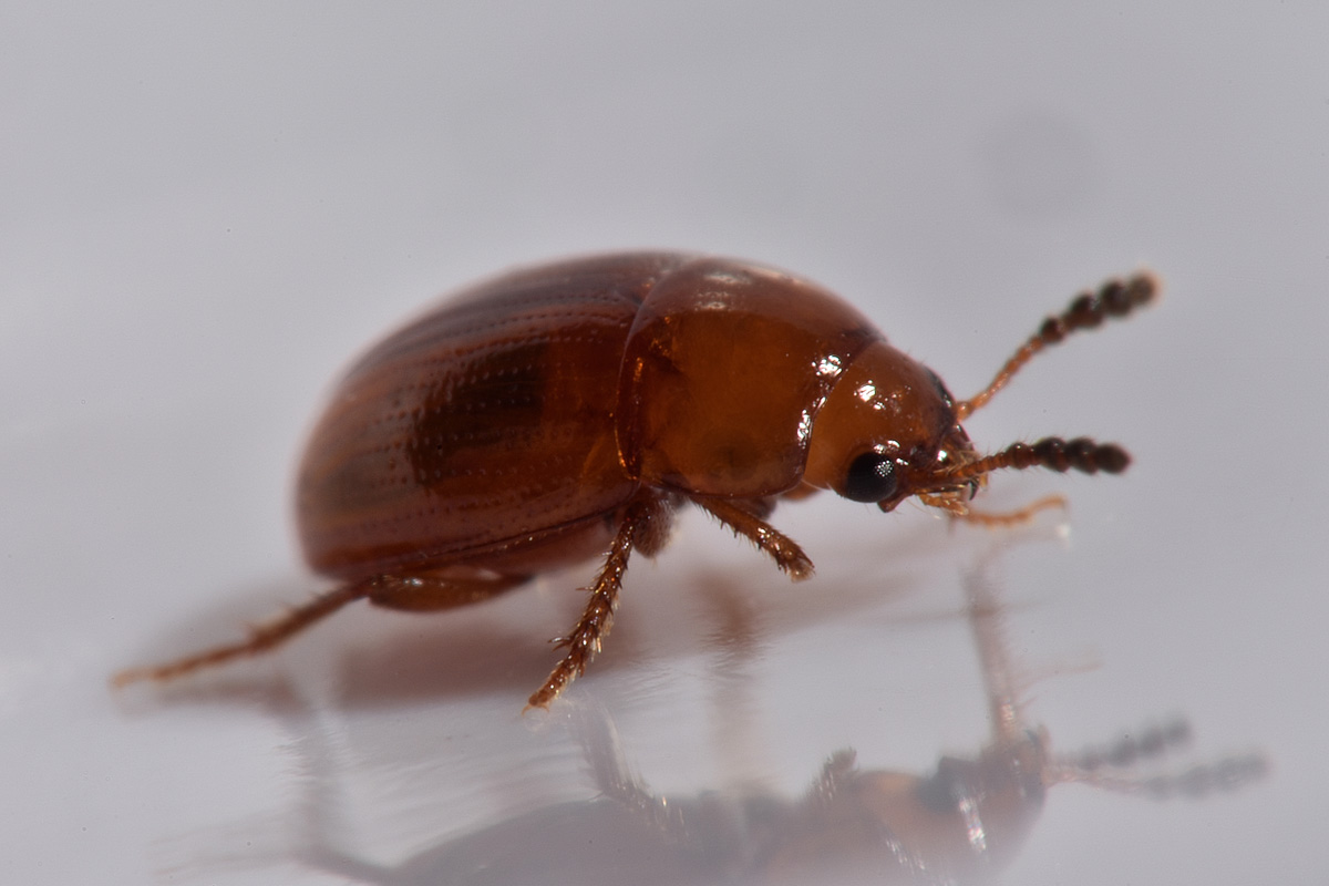 Leiodidae: Leiodes longipes (W.L.E. Schmidt, 1841) (cf)